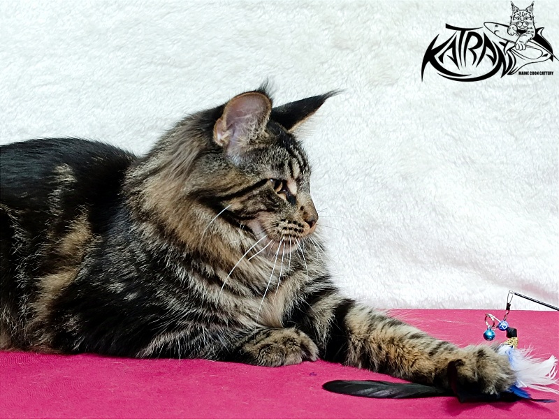 Katran Forest - Юніор мейн-кун 7 місяців