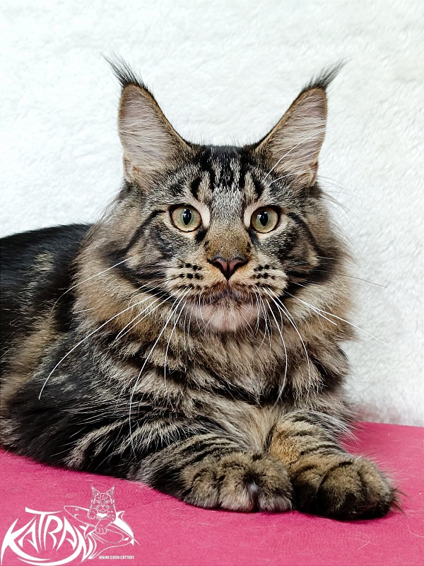 Katran Forest - Юніор мейн-кун 7 місяців