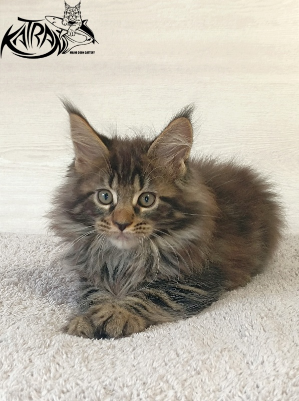 Katran Forest - Кошеня мейн-кун 2 місяця