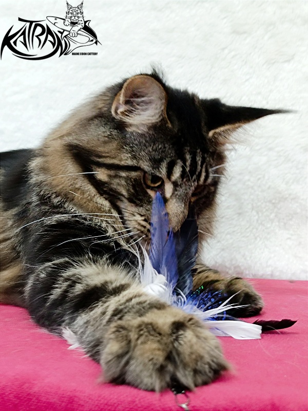 Katran Forest - Юніор мейн-кун 7 місяців