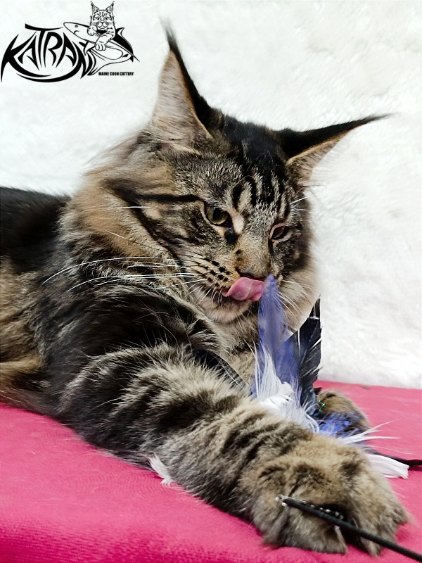 Katran Forest - Юніор мейн-кун 7 місяців