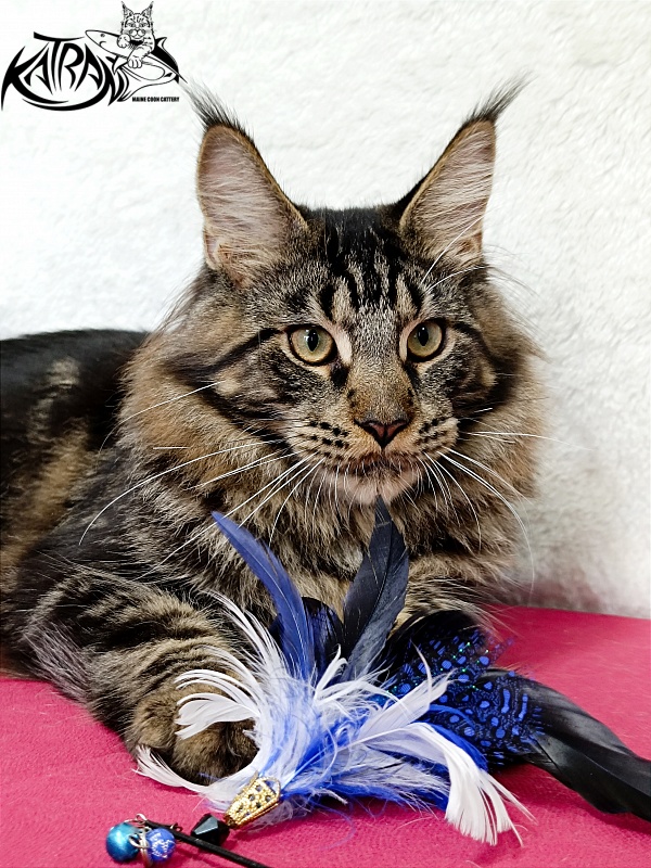 Katran Forest - Юніор мейн-кун 7 місяців