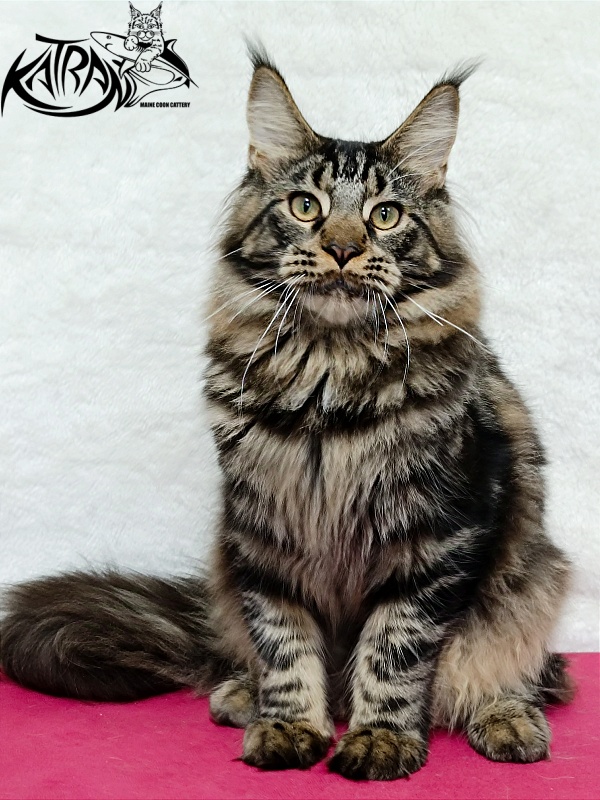 Katran Forest - Юніор мейн-кун 7 місяців