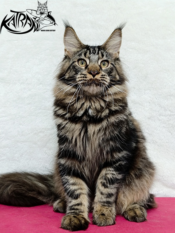 Katran Forest - Юніор мейн-кун 7 місяців