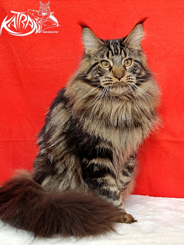 Katran Forest - Юніор мейн-кун 9 місяців