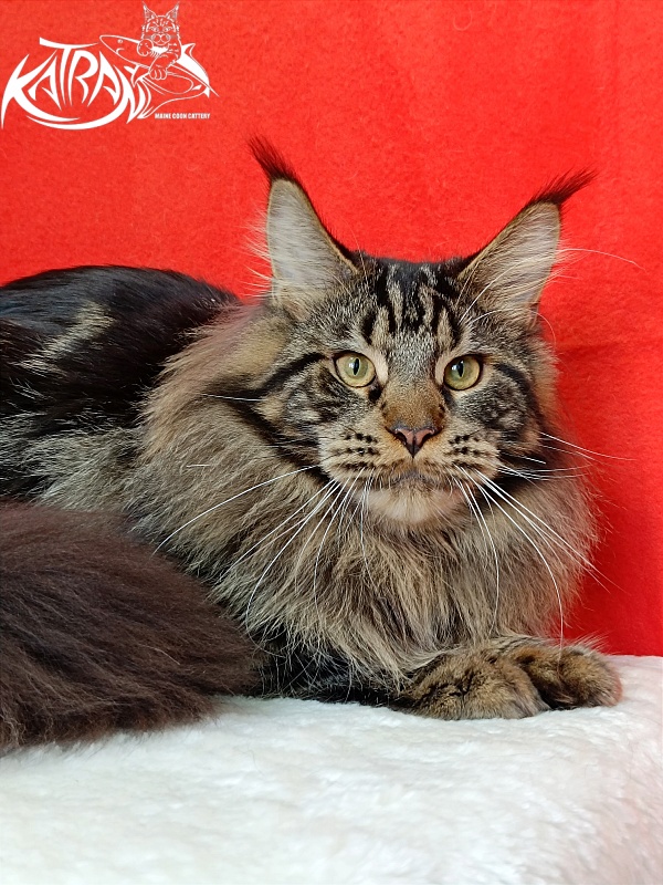 Katran Forest - Юніор мейн-кун 9 місяців