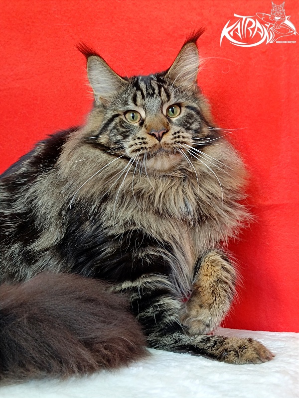 Katran Forest - Юніор мейн-кун 9 місяців