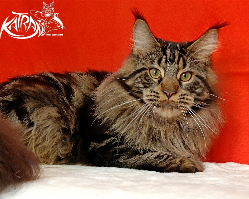 Katran Forest - Юніор мейн-кун 9 місяців