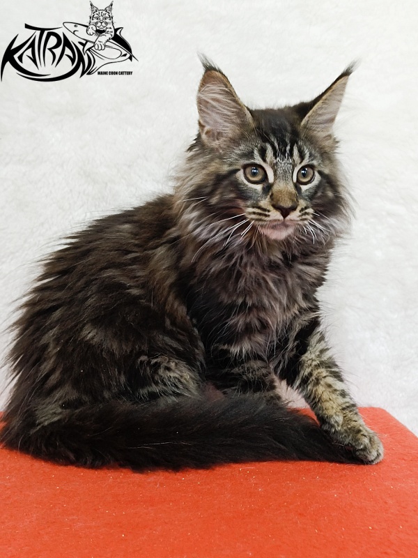 Katran Forest - Кошеня мейн-кун 3 місяця 1,5 тиждень