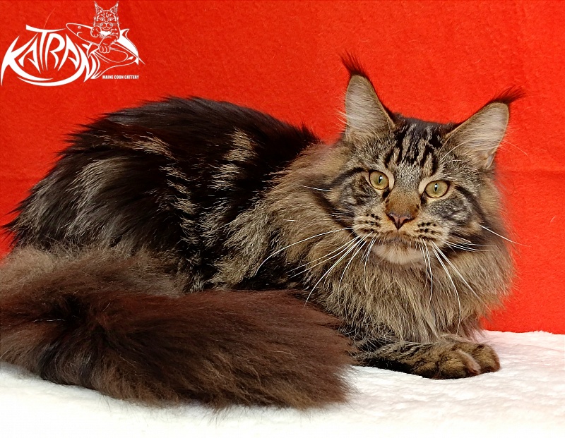 Katran Forest - Юніор мейн-кун 9 місяців