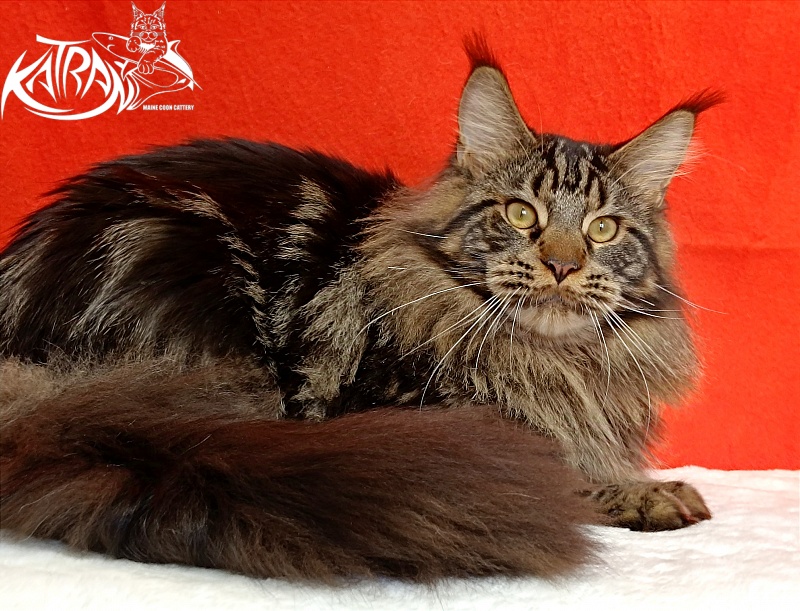 Katran Forest - Юніор мейн-кун 9 місяців