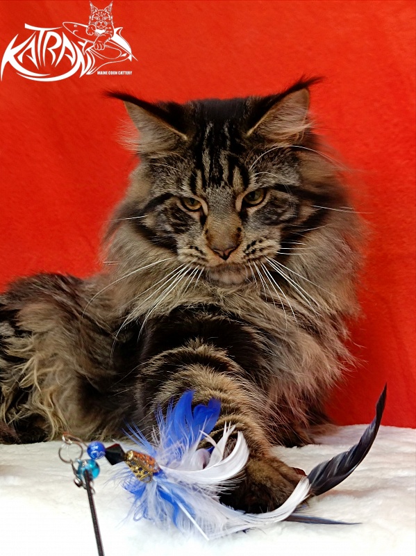 Katran Forest - Юніор мейн-кун 9 місяців