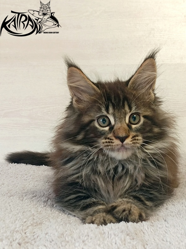 Katran Forest - Кошеня мейн-кун 2 місяця