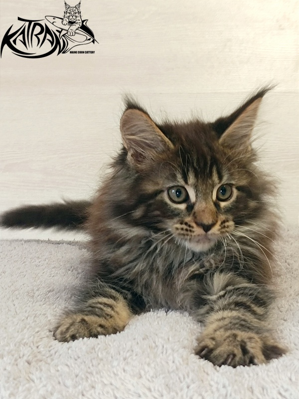 Katran Forest - Кошеня мейн-кун 2 місяця