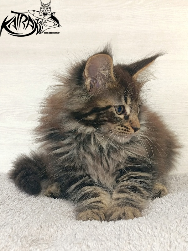 Katran Forest - Кошеня мейн-кун 2 місяця