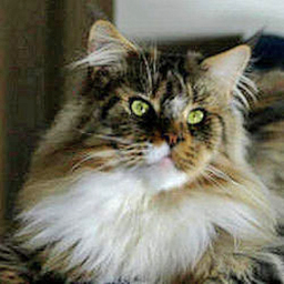 Langstteich's L'Playback