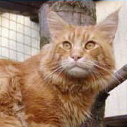 Moulin'Crecy Tennessee