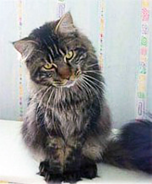 James Bond Klapouch - maine-coon