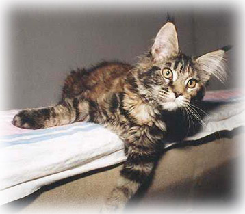 Alwaro Maxi - мейн-кун