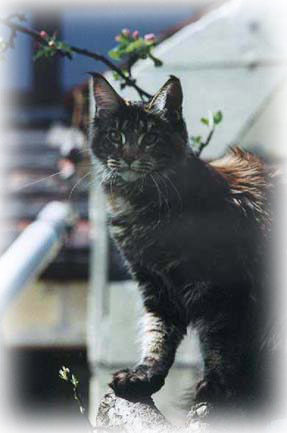 Alwaro Maxi - мейн-кун