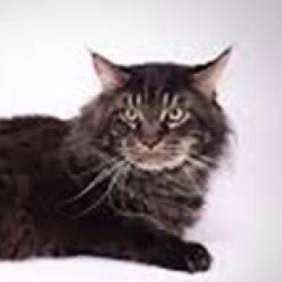 Srebrne Marzenie Eliot