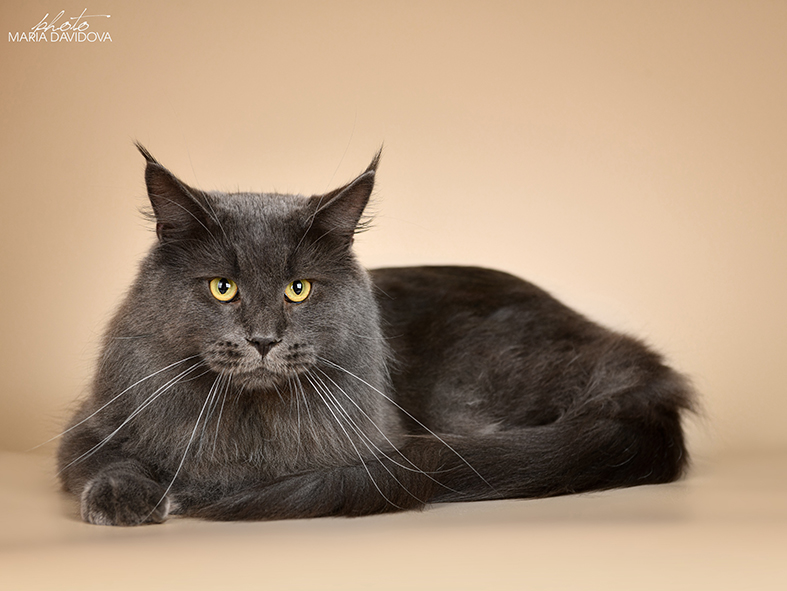 Katran Diamond Blue - Взрослый мейн-кун 2 года 1 месяц 0,5 недель