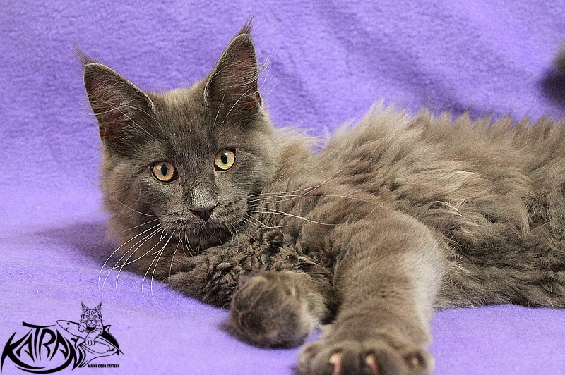 Katran Diamond Blue - Котенок мейн-кун 4 месяца