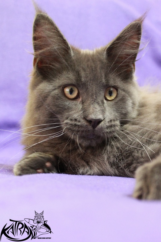 Katran Diamond Blue - Котенок мейн-кун 4 месяца