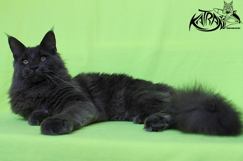 Katran Diamond Blue - Юниор мейн-кун 8 месяцев