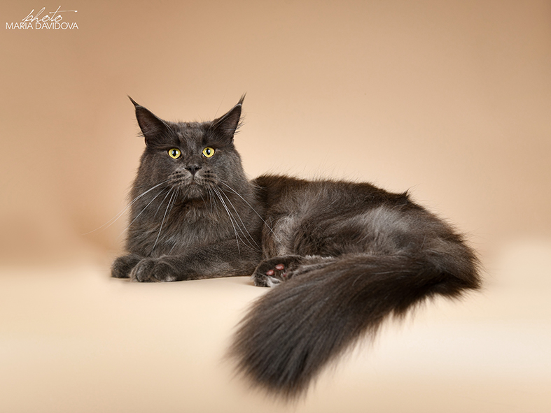 Katran Diamond Blue - Взрослый мейн-кун 2 года 1 месяц 0,5 недель