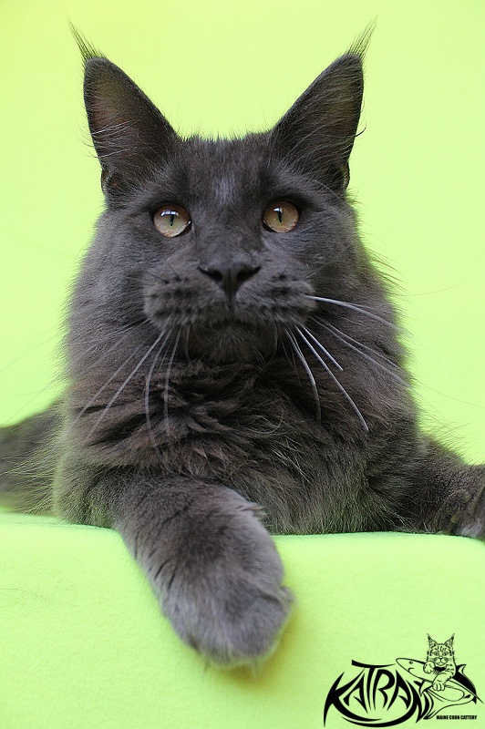 Katran Diamond Blue - Юниор мейн-кун 8 месяцев