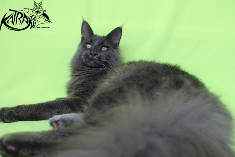 Katran Diamond Blue - Юниор мейн-кун 8 месяцев