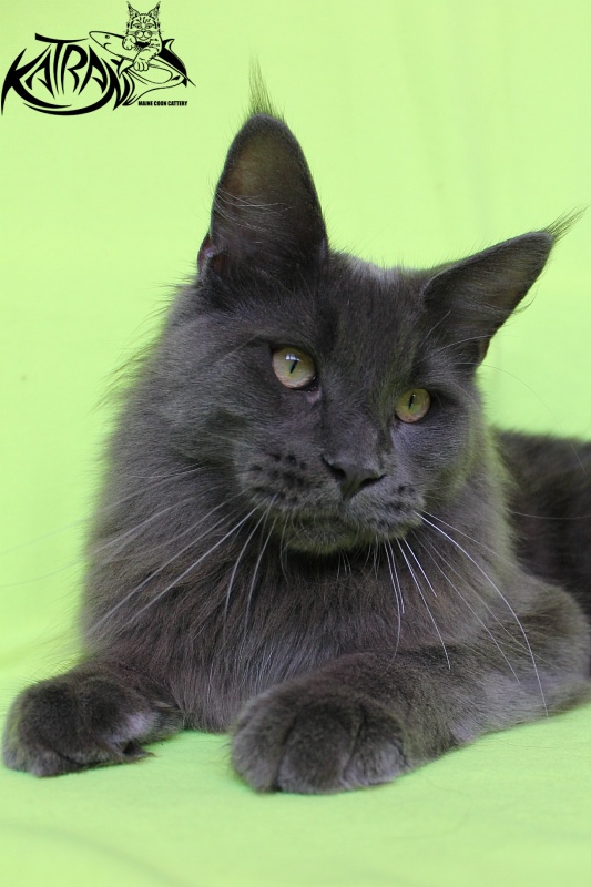 Katran Diamond Blue - Юниор мейн-кун 8 месяцев