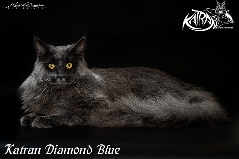Katran Diamond Blue - Взрослый мейн-кун 11 месяцев