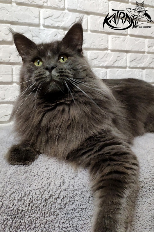 Katran Diamond Blue - Взрослый мейн-кун 1 год 8 месяцев