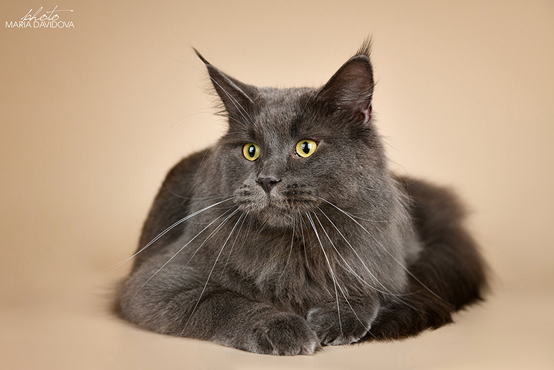 Katran Diamond Blue - Взрослый мейн-кун 2 года 1 месяц 0,5 недель