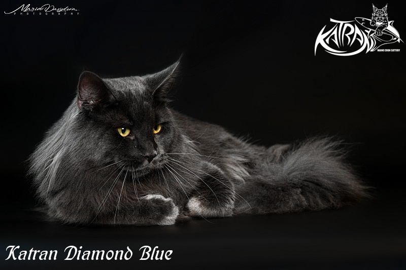 Katran Diamond Blue - Взрослый мейн-кун 11 месяцев
