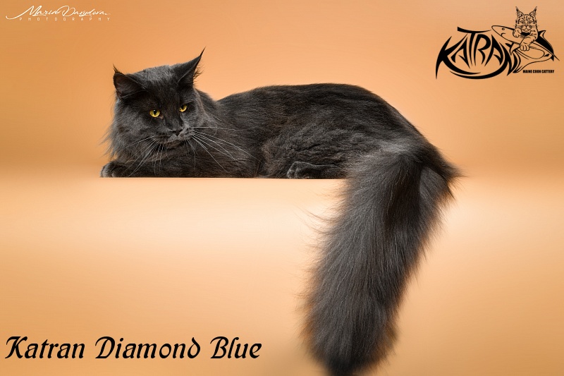 Katran Diamond Blue - Взрослый мейн-кун 11 месяцев