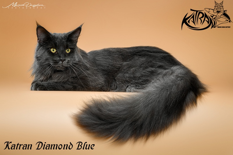 Katran Diamond Blue - Взрослый мейн-кун 11 месяцев
