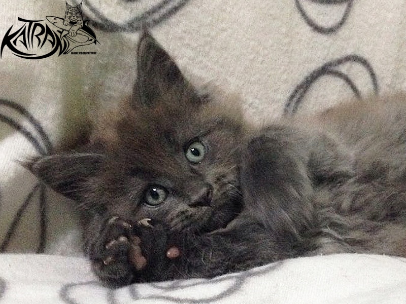Katran Diamond Blue - Котенок мейн-кун 2 месяца