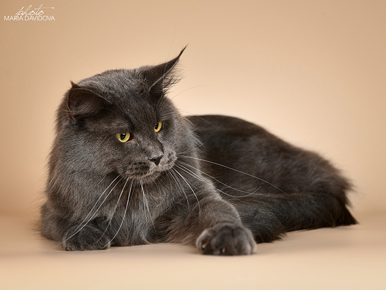 Katran Diamond Blue - Взрослый мейн-кун 2 года 1 месяц 0,5 недель