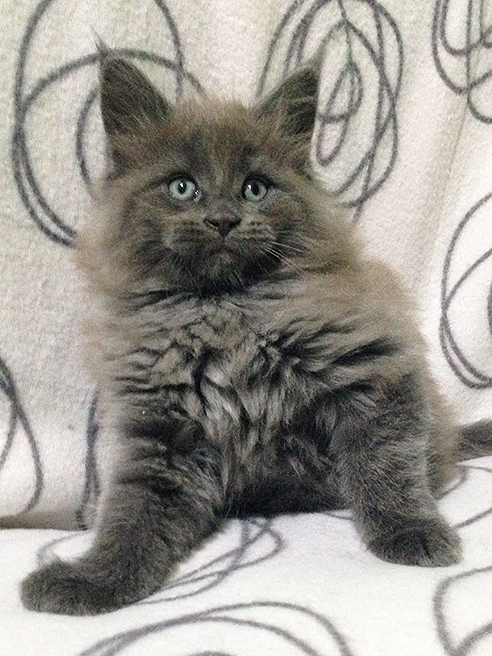 Katran Diamond Blue - Котенок мейн-кун 2 месяца