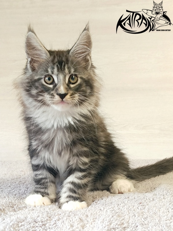 Katran Figaro - Кошеня мейн-кун 2 місяця