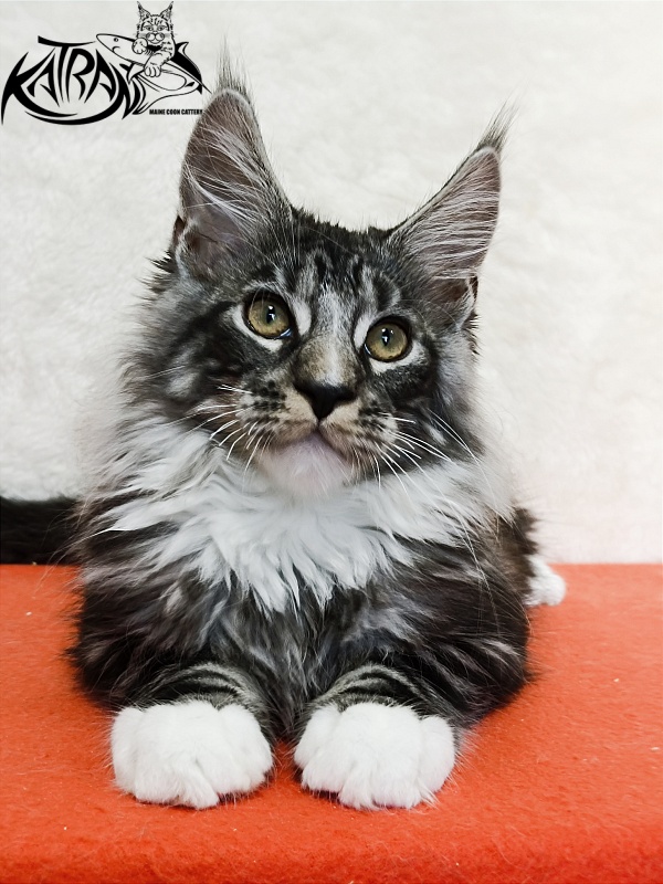 Katran Figaro - Кошеня мейн-кун 3 місяця 1,5 тиждень