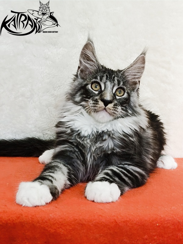 Katran Figaro - Кошеня мейн-кун 3 місяця 1,5 тиждень