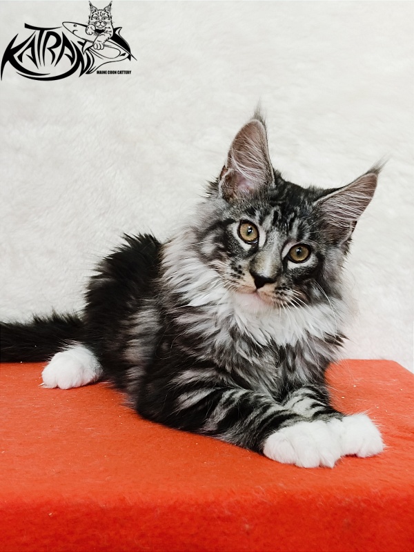 Katran Figaro - Кошеня мейн-кун 3 місяця 1,5 тиждень