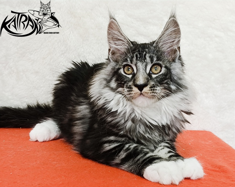 Katran Figaro - Кошеня мейн-кун 3 місяця 1,5 тиждень