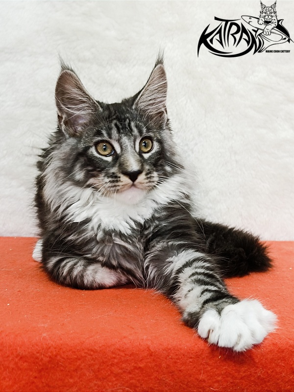 Katran Figaro - Кошеня мейн-кун 3 місяця 1,5 тиждень