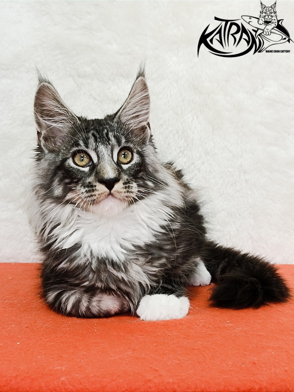 Katran Figaro - Кошеня мейн-кун 3 місяця 1,5 тиждень