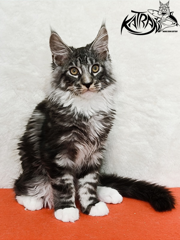 Katran Figaro - Кошеня мейн-кун 3 місяця 1,5 тиждень
